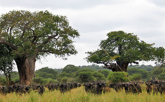 Büffelherde im Tarangire-Nationalpark. © Foto: Svenja Penzel