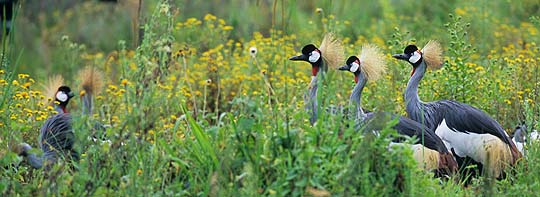 Kronenkraniche, die Wappenvögel Ugandas. © Foto: Marco Penzel | Outback Africa Erlebnisreisen