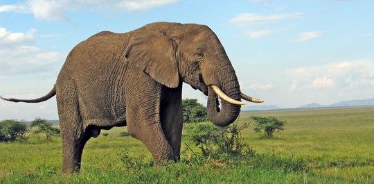 Elefant in der Serengeti © Foto: Svenja Penzel | Outback Africa Erlebnisreisen Elefant in der Serengeti © Foto: Svenja Penzel | Outback Africa Erlebnisreisen
