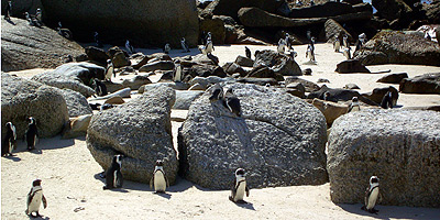 Pinguine an Boulders Beach
