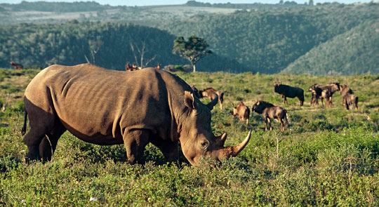 Nashorn im Kariega Privatreservat am Ostkap. © Foto: Marco Penzel, Outback Africa Erlebnisreisen
