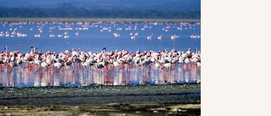 http://www.outback-africa.de/blog/wp-content/uploads/2010/09/nakuru-flamingo.jpg
