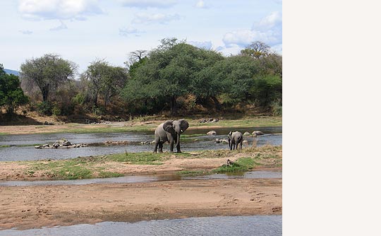 Elefanten am Ruaha © Foto: Svenja Penzel | Outback Africa Erlebnisreisen Elefanten am Ruaha © Foto: Svenja Penzel | Outback Africa Erlebnisreisen