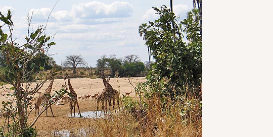 Giraffen im Ruaha NP © Foto: Svenja Penzel | Outback Africa Erlebnisreisen Giraffen im Ruaha NP © Foto: Svenja Penzel | Outback Africa Erlebnisreisen