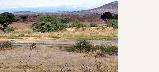 Löwe im Ruaha NP © Foto: Svenja Penzel | Outback Africa Erlebnisreisen Löwe im Ruaha NP © Foto: Svenja Penzel | Outback Africa Erlebnisreisen