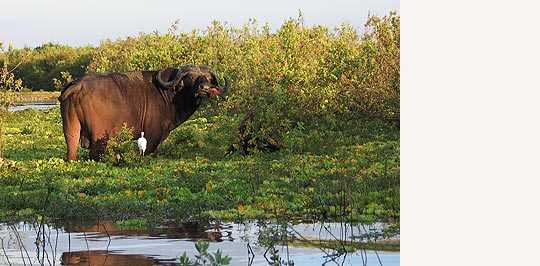 Selous Wildreservat © Foto: Svenja Penzel | Outback Africa Erlebnisreisen
