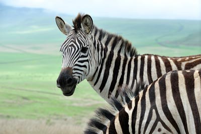 Ngorongoro-Krater. © Foto: Marco Penzel | Outback Africa Erlebnisreisen