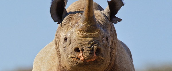 Arterhaltung der Rhinos Arterhaltung der Rhinos