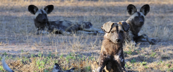 Wildhunde in Simbabwe © Foto: Marco Penzel | Outback Africa Erlebnisreisen