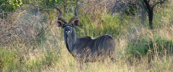 Auf Pirschfahrt in der Konzession der Hannah Game Lodge