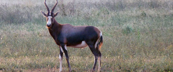 Auf Pirschfahrt in der Konzession der Hannah Game Lodge