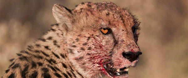 Gepard beim Lagoon Camp