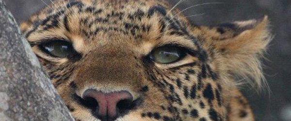 Leopard im Nxai Pan