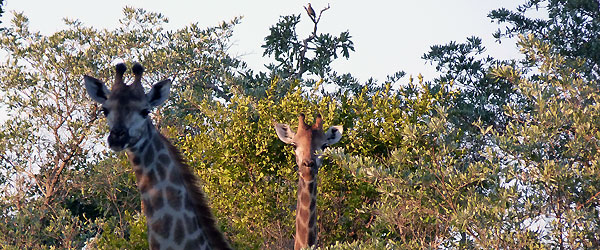 Giraffen im Krüger Nationalpark