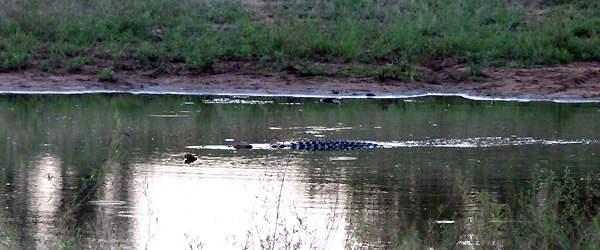 Ein Krokodil leistet uns bei unserem Sundowner Gesellschaft