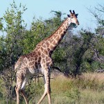 Giraffen im Krüger Nationalpark