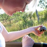 Ein Vertreter der "Small Five" - die Leopardenschildkröte