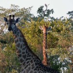 Noch mehr Giraffen...