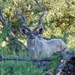 Kudu im Krüger Park