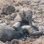 Aber sie sind schon zu tief in den Schlamm eingesunken, der immer weiter austrocknet – keine Chance, aus eigener Kraft wieder herauszukommen.