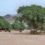 Hier stoßen wir auf die seltenen Wüstenelefanten © Foto: René Schmidt | Outback Africa Erlebnisreisen Damaraland