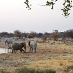 Elefanten am Wasserloch von Okaukuejo © Foto: René Schmidt | Outback Africa Erlebnisreisen Etosha NP