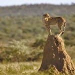Okonjima