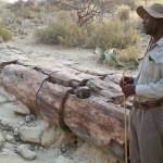 Der Guide zeigt uns versteinerte Bäume und urtümliche Welwitschia-Pflanzen © Foto: René Schmidt | Outback Africa Erlebnisreisen Damara-Land