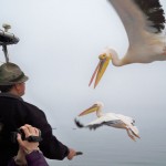 Hungrige Pelikane im Anflug © Foto: René Schmidt | Outback Africa Erlebnisreisen Walvis Bay