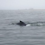 Wale in der Walfischbucht © Foto: René Schmidt | Outback Africa Erlebnisreisen Walvis Bay