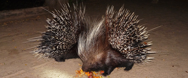 Stachelschwein