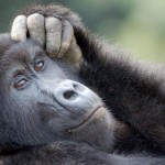 Gorilla-Portrait