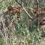 Löwen in der Kalahari © Foto: Ulrike Pârvu | Outback Africa Erlebnisreisen