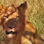 Löwen in der Kalahari © Foto: Ulrike Pârvu | Outback Africa Erlebnisreisen