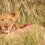Löwen in der Kalahari © Foto: Ulrike Pârvu | Outback Africa Erlebnisreisen