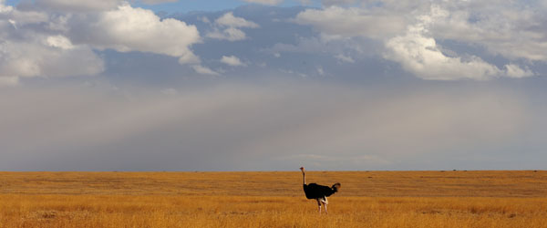 Ein Strauß in der weiten Ebene der Serengeti © Foto: Marco Penzel | Outback Africa Erlebnisreisen