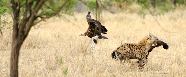 Jagdszene in der Serengeti © Foto: Marco Penzel | Outback Africa Erlebnisreisen