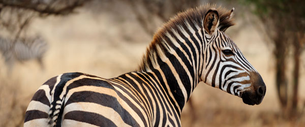 Zebra im Tangarine Nationalpark © Foto: Marco Penzel | Outback Africa Erlebnisreisen