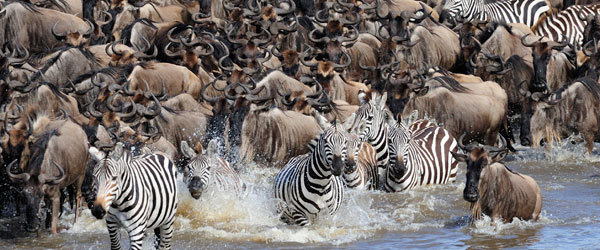 Zebras und Gnus überqueren den Mara-Fluss © Foto: Marco Penzel | Outback Africa Erlebnisreisen
