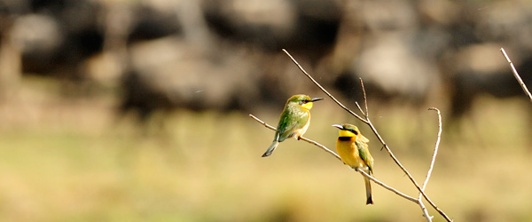 Bienenfresser mit Gnuherde im Hintergrund © Foto: Marco Penzel | Outback Africa Erlebnisreisen