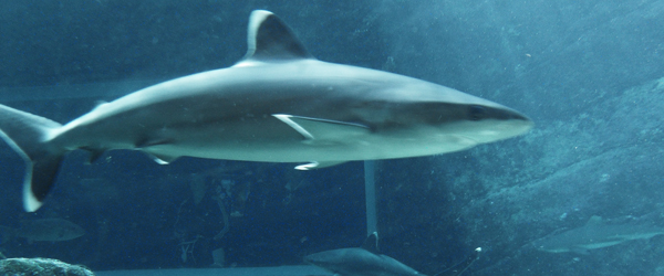 Hai der UShaka Marineworld © Foto: Ulrike Pârvu | Outback Africa Erlebnisreisen