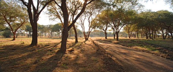 Ruaha Nationalpark