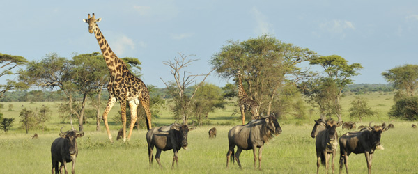 Grumeti Tented Camp © Foto: Marco Penzel | Outback Africa Erlebnisreisen
