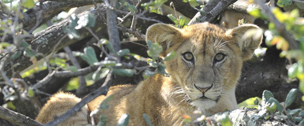 Grumeti Tented Camp © Foto: Marco Penzel | Outback Africa Erlebnisreisen