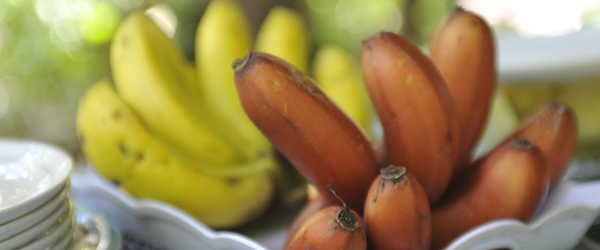 Mto Wa Mbu, Bananen © Foto: Svenja Penzel | Outback Africa Erlebnisreisen
