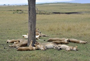 Nordserengeti © Foto: Svenja Penzel | Outback Africa Erlebnisreisen Nordserengeti © Foto: Svenja Penzel | Outback Africa Erlebnisreisen