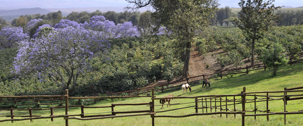 Blick vom The Manor © Foto: Svenja Penzel | Outback Africa Erlebnisreisen