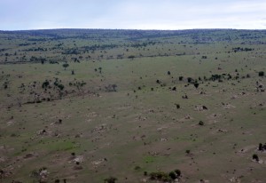 Serengeti © Foto: Svenja Penzel | Outback Africa Erlebnisreisen Serengeti © Foto: Svenja Penzel | Outback Africa Erlebnisreisen