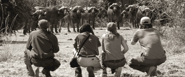 Auge in Auge mit einer Büffelherde © Foto: Archiv Norman Carr Safaris