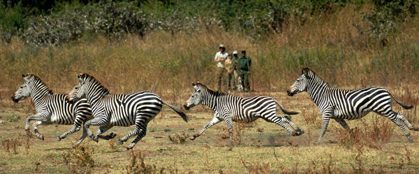 Springende Zebras © Foto: Archiv Norman Carr Safaris